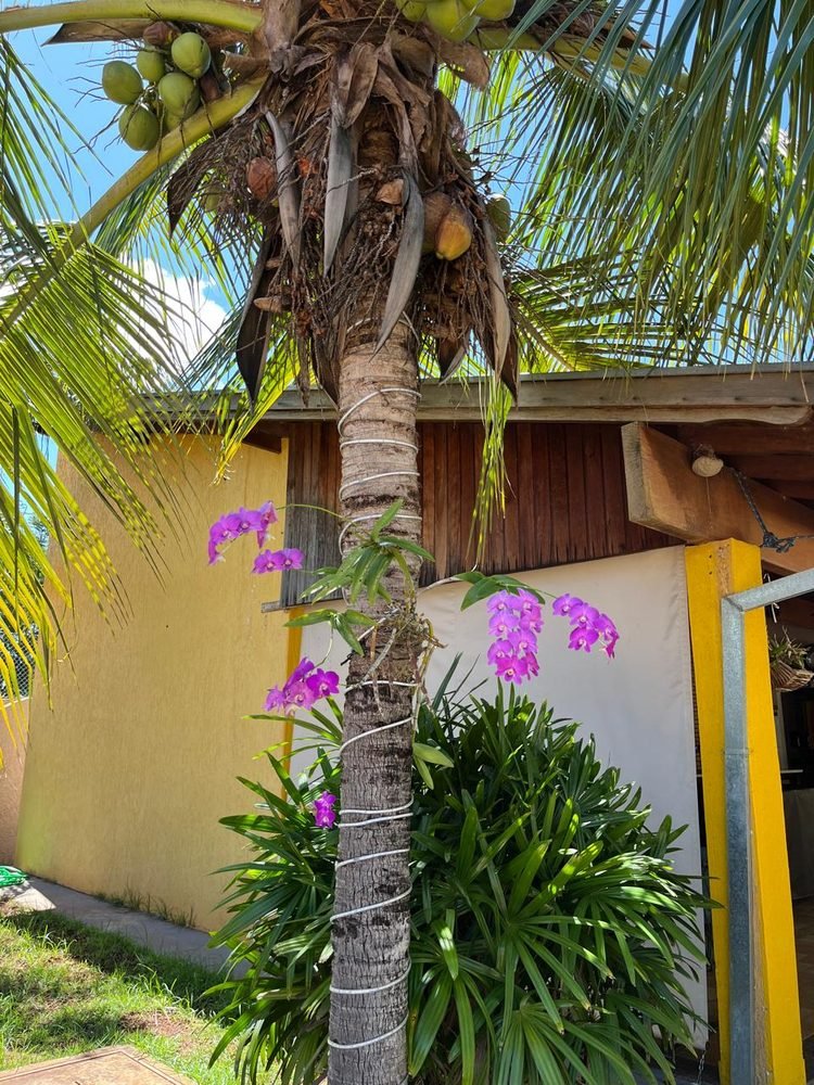 Orquídeas no coqueiro